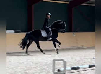 Deutsches Sportpferd, Wallach, 6 Jahre, 168 cm, Dunkelbrauner