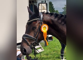 Deutsches Sportpferd, Wallach, 6 Jahre, 168 cm, Dunkelbrauner