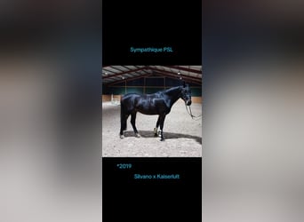 Deutsches Sportpferd, Wallach, 6 Jahre, 168 cm, Dunkelbrauner