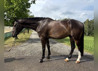 Deutsches Sportpferd, Wallach, 6 Jahre, 168 cm, Dunkelbrauner