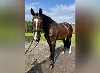 Deutsches Sportpferd, Wallach, 6 Jahre, 168 cm, Dunkelbrauner