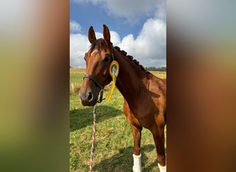 Deutsches Sportpferd, Wallach, 6 Jahre, 168 cm, Dunkelfuchs