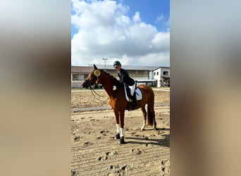 Deutsches Sportpferd, Wallach, 6 Jahre, 168 cm, Dunkelfuchs