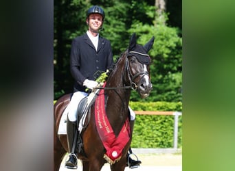 Deutsches Sportpferd, Wallach, 6 Jahre, 168 cm, Rappe