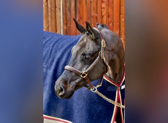 Deutsches Sportpferd, Wallach, 6 Jahre, 168 cm, Rappe