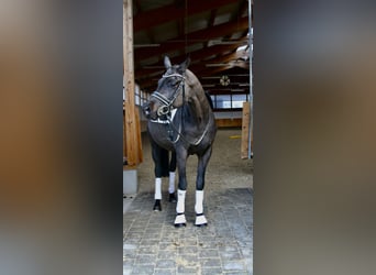 Deutsches Sportpferd, Wallach, 6 Jahre, 168 cm, Rappe