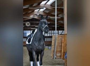 Deutsches Sportpferd, Wallach, 6 Jahre, 168 cm, Rappe