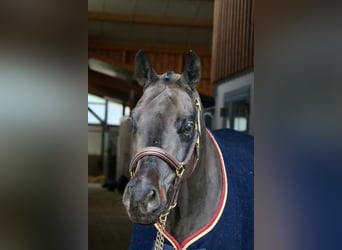 Deutsches Sportpferd, Wallach, 6 Jahre, 168 cm, Rappe