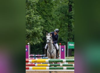 Deutsches Sportpferd, Wallach, 6 Jahre, 168 cm, Schimmel