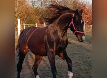 Deutsches Sportpferd, Wallach, 6 Jahre, 168 cm, Schwarzbrauner