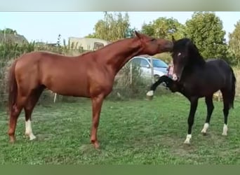 Deutsches Sportpferd, Wallach, 6 Jahre, 168 cm, Schwarzbrauner