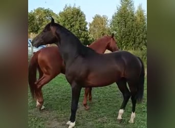 Deutsches Sportpferd, Wallach, 6 Jahre, 168 cm, Schwarzbrauner