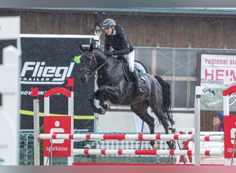 Deutsches Sportpferd, Wallach, 6 Jahre, 168 cm, Schwarzbrauner