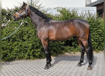 Deutsches Sportpferd, Wallach, 6 Jahre, 169 cm, Brauner