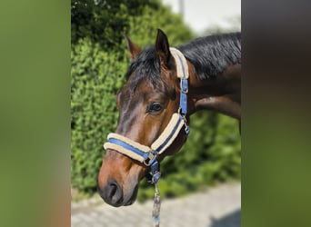 Deutsches Sportpferd, Wallach, 6 Jahre, 169 cm, Brauner