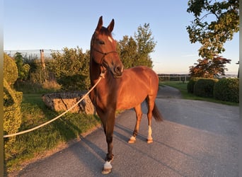Deutsches Sportpferd, Wallach, 6 Jahre, 169 cm, Brauner