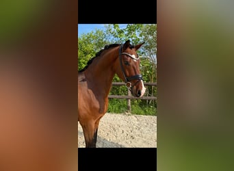 Deutsches Sportpferd, Wallach, 6 Jahre, 169 cm, Brauner