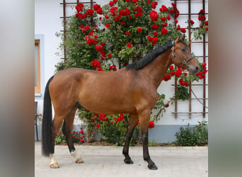 Deutsches Sportpferd, Wallach, 6 Jahre, 169 cm, Brauner