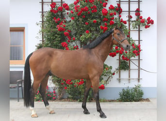 Deutsches Sportpferd, Wallach, 6 Jahre, 169 cm, Brauner