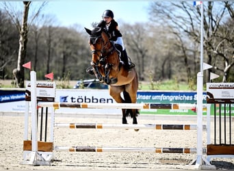 Deutsches Sportpferd, Wallach, 6 Jahre, 169 cm, Brauner