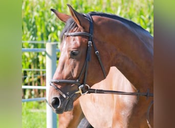 Deutsches Sportpferd, Wallach, 6 Jahre, 169 cm, Brauner