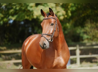 Deutsches Sportpferd, Wallach, 6 Jahre, 169 cm, Brauner