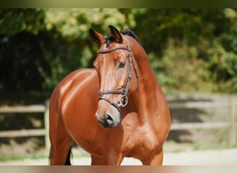 Deutsches Sportpferd, Wallach, 6 Jahre, 169 cm, Brauner