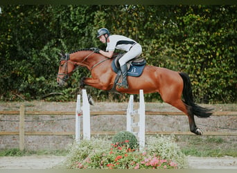 Deutsches Sportpferd, Wallach, 6 Jahre, 169 cm, Brauner
