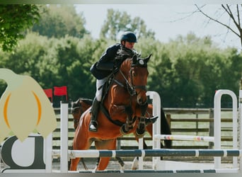 Deutsches Sportpferd, Wallach, 6 Jahre, 169 cm, Brauner