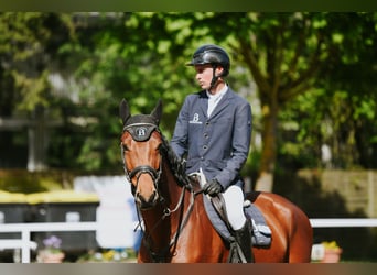 Deutsches Sportpferd, Wallach, 6 Jahre, 169 cm, Brauner