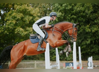 Deutsches Sportpferd, Wallach, 6 Jahre, 169 cm, Brauner