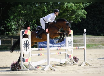 Deutsches Sportpferd, Wallach, 6 Jahre, 169 cm, Brauner