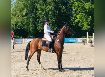 Deutsches Sportpferd, Wallach, 6 Jahre, 169 cm, Brauner