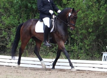 Deutsches Sportpferd, Wallach, 6 Jahre, 170 cm, Brauner