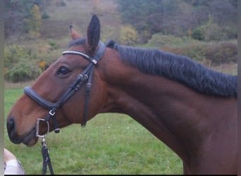 Deutsches Sportpferd, Wallach, 6 Jahre, 170 cm, Brauner