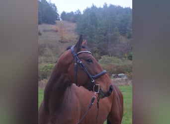 Deutsches Sportpferd, Wallach, 6 Jahre, 170 cm, Brauner