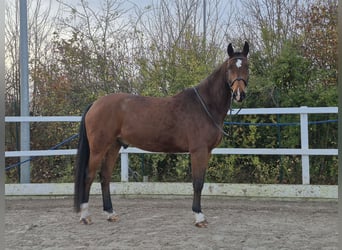 Deutsches Sportpferd, Wallach, 6 Jahre, 170 cm, Brauner