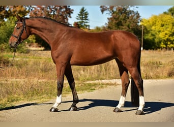 Deutsches Sportpferd, Wallach, 6 Jahre, 170 cm, Brauner