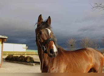 Deutsches Sportpferd, Wallach, 6 Jahre, 170 cm, Brauner