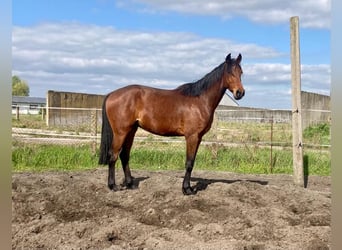 Deutsches Sportpferd, Wallach, 6 Jahre, 170 cm, Brauner