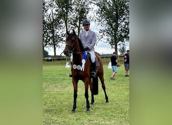 Deutsches Sportpferd, Wallach, 6 Jahre, 170 cm, Brauner