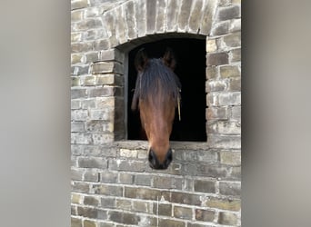 Deutsches Sportpferd, Wallach, 6 Jahre, 170 cm, Brauner