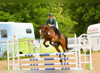 Deutsches Sportpferd, Wallach, 6 Jahre, 170 cm, Brauner