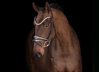 Deutsches Sportpferd, Wallach, 6 Jahre, 170 cm, Dunkelbrauner