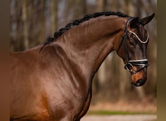 Deutsches Sportpferd, Wallach, 6 Jahre, 170 cm, Dunkelbrauner