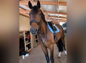 Deutsches Sportpferd, Wallach, 6 Jahre, 170 cm, Dunkelbrauner