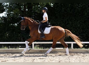 Deutsches Sportpferd, Wallach, 6 Jahre, 170 cm, Fuchs