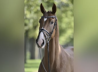 Deutsches Sportpferd, Wallach, 6 Jahre, 170 cm, Fuchs