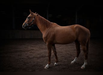Deutsches Sportpferd, Wallach, 6 Jahre, 170 cm, Fuchs