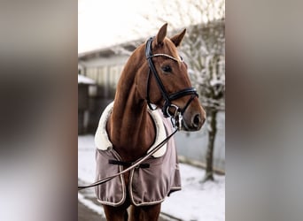 Deutsches Sportpferd, Wallach, 6 Jahre, 170 cm, Fuchs